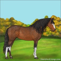 Horse Color:White Spotted Buckskin 