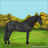 Horse Color:Black 
