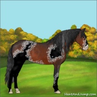 Horse Color:White Spotted Brown 