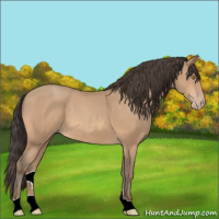 Horse Color:Amber Champagne 