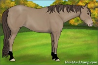 Horse Color:Classic Champagne 