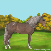 Horse Color:Silver Black Appaloosa 