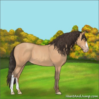 Horse Color:Amber Champagne 