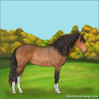 Horse Color:Buckskin Rabicano 