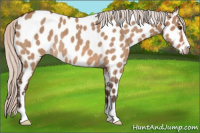 Horse Color:Silver Brown Dun Sabino Appaloosa Rabicano 