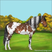 Horse Color:White Spotted Bay 