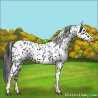 Horse Color:Black Appaloosa 