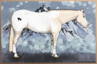 Horse Color:Perlino Appaloosa 