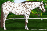 Horse Color:Liver Red Dun Appaloosa 