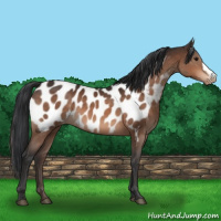 Horse Color:Brown Appaloosa 