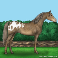 Horse Color:Chocolate Palomino Appaloosa 