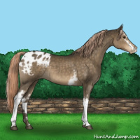 Horse Color:White Spotted Chocolate Palomino Appaloosa 