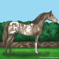 Horse Color:Chocolate Palomino Appaloosa 