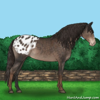 Horse Color:Liver Chestnut Appaloosa 