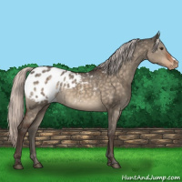 Horse Color:Silver Brown Dun Appaloosa 
