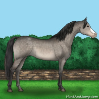 Horse Color:Brown Dun Appaloosa 