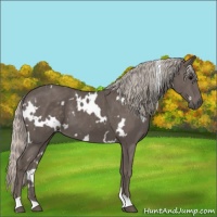 Horse Color:White Spotted Silver Black 