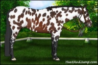 Horse Color:Brown Appaloosa 