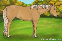 Horse Color:Palomino 