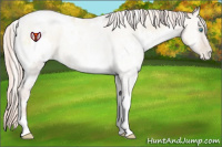 Horse Color:White Spotted Silver Sable Cream Champagne Roan Pearl Onyx Rabicano