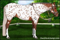 Horse Color:Chocolate Silver Bay Near Leopard 