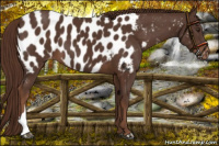 Horse Color:Liver Chestnut Near Leopard 