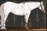 Horse Color:Chocolate Silver Bay Roan Dun Sabino Near Leopard 