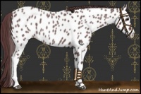 Horse Color:Chocolate Blue Roan Appaloosa 