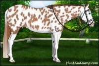 Horse Color:Red Roan Splash Near Leopard 