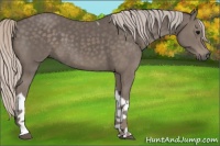 Horse Color:Silver Black Tobiano 