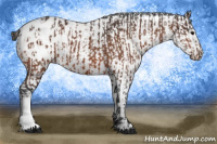 Horse Color:Bay Appaloosa  and Bay Appaloosa 
