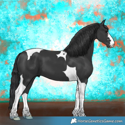 Horse Color:Black Tobiano 