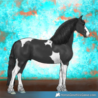 Horse Color:Black Tobiano 