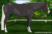 Horse Color:Liver Chestnut Mushroom Sabino 