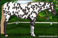 Horse Color:Liver Chestnut Appaloosa 