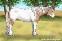 Horse Color:Silver Bay Dun Sabino Tobiano Frame Rabicano 