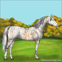 Horse Color:Buckskin Sabino and Perlino Sabino