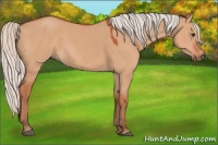 Horse Color:Silver Bay Dun 