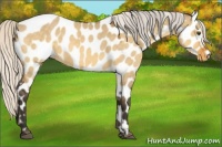 Horse Color:Silver Buckskin Dun Appaloosa 