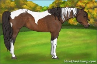 Horse Color:Buckskin Tobiano 