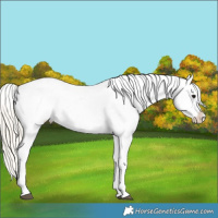 Horse Color:Silver Smoky Grullo Appaloosa 