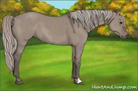 Horse Color:Silver Grullo 