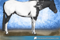 Horse Color:Black Tobiano Near Fewspot 