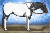 Horse Color:Black Tobiano Appaloosa