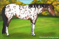 Horse Color:Bay Tobiano Appaloosa 