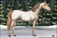 Horse Color:Bay Roan Pearl  and Bay Roan Pearl Appaloosa 