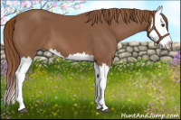 Horse Color:Chestnut Splash