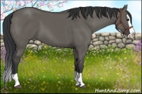 Horse Color:Grullo Splash 
