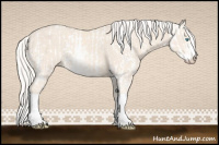 Horse Color:Cremello Sabino  and Cremello Sabino Rabicano 