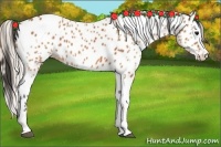 Horse Color:Bay Splash Tobiano Appaloosa and Silver Bay Splash Tobiano Appaloosa